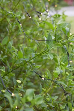 Garden 24 System><noscript><img width=