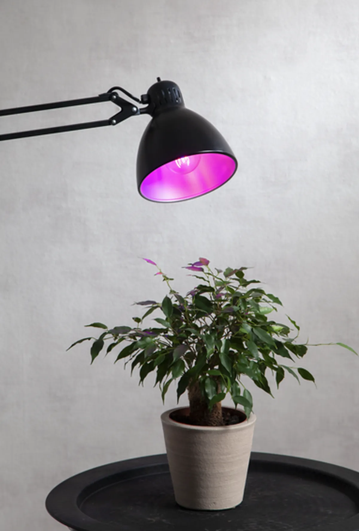 Led-Pærer Plantelys|Led-Pærer E27 Sokkel>Star Trading Plantelys 6,5W, LED Rød